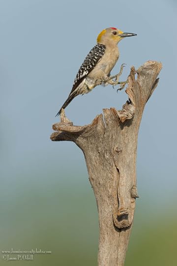 Golden-fronted woodpecker, photo by Jason Odell