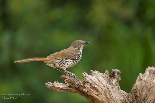 Long-billed thrasher, photo by Jason Odell