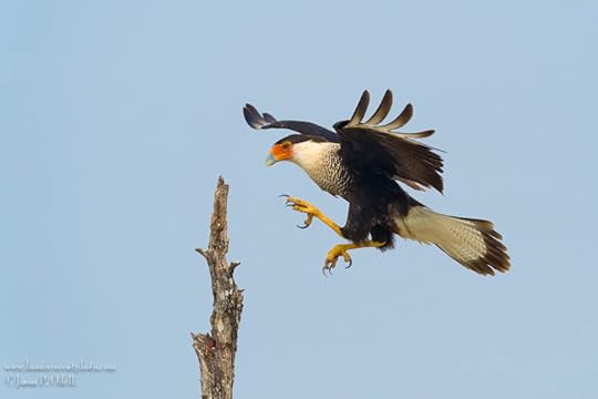 Crested caracara, photo by Jason Odell