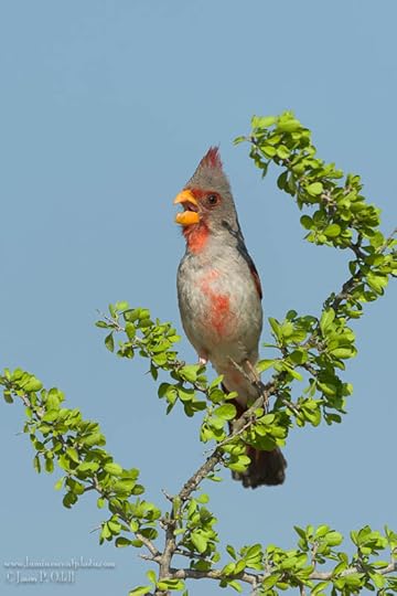 Pyrrhuloxia, photo by Jason Odell