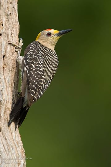 Golden-fronted woodpecker, photo by Jason Odell