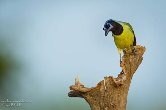 Green Jay, photo by Jason Odell