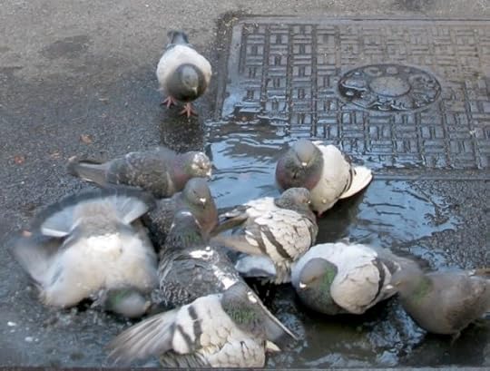 Pigeons in New York City