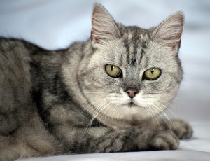 Smokey_the_purring_cat
