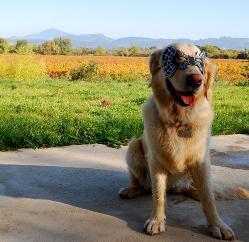 golden retriever dog halloween costume mask, vineyard, fall, autumn, vines, mont ventoux (c) Kristin Espinasse, french-word-a-day.com