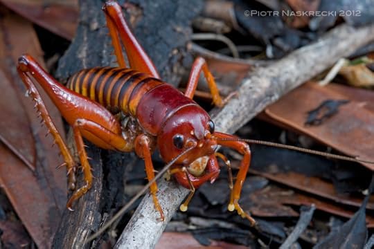 Male Parktown Prawn (Libanasdus vittatus) from the Modjadji Cycad Reserve in Limpopo. [Canon 1Ds MkII, Canon 100mm macro, 2 speedlights Canon 580EX]