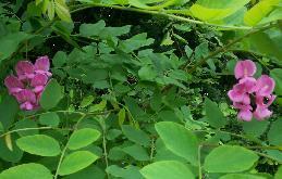 acacia