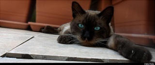 photo credit: desmovalvo via photopin cc