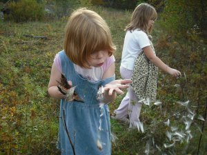 Milkweed seeds