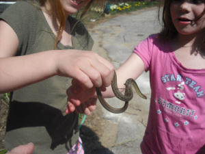 Garter Snake