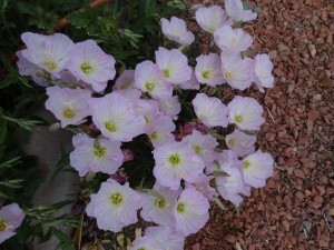 DSC00777