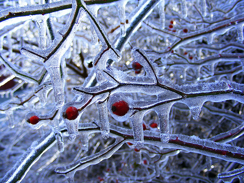Berries on ice