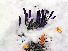 flowers in the snow