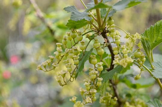 growing-currant-berries