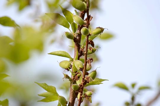ripening-apricots