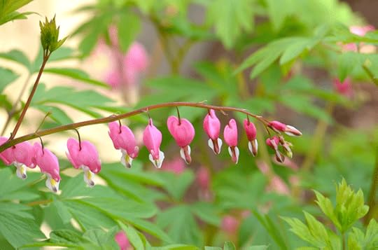 bleeding-heart