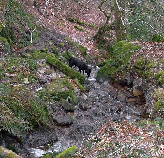 Woodland paths 3