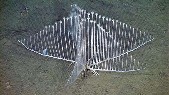 Chondrocladia lyra