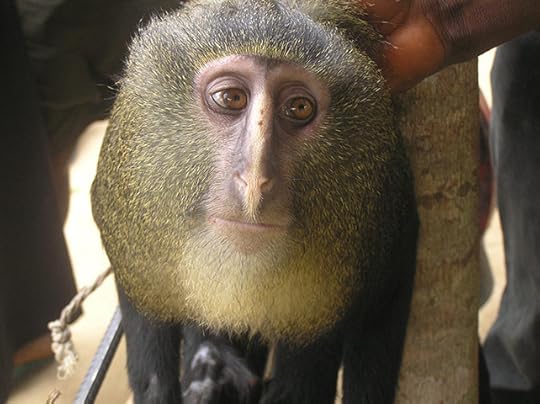 Cercopithecus lomamiensis