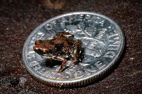 Paedophryne amanuensis