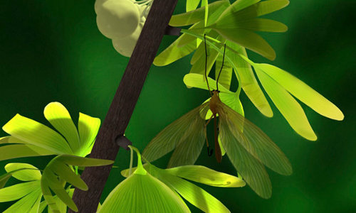 juracimbrophlebia-ginkgofolia_2_1483520