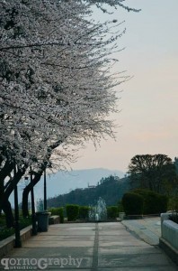 Beautiful blossom