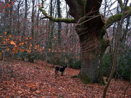 Tilly in the woods behind the studio