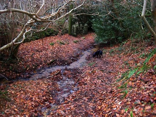 Woodland gate and stream