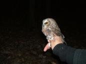 owl