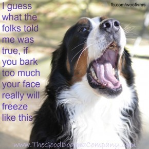 freeze DSC1144 290x290 Friday Funny funny dog blog