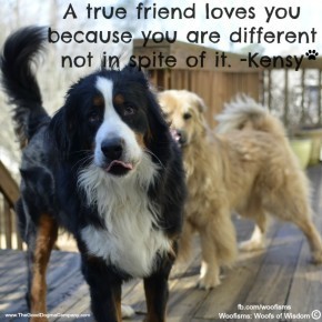 spite DSC1081 290x290 Woofisms: Woofs of Wisdom© funny dog blog