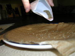 Soaking parsley seeds in wet paper towels