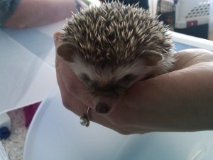 baby hedgehog