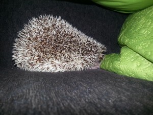 hedgehog spikes