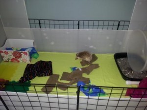 hedgehog cage C&C