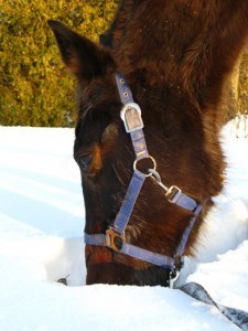 horse