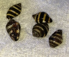13B Bumblebee Snails