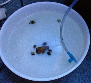 13B Bumblebees acclimating