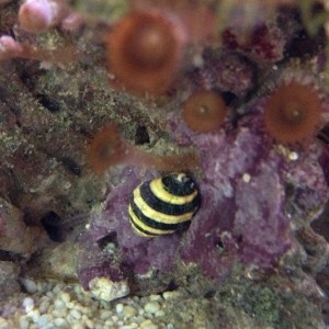 13B Bumblebee snail on rock