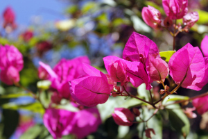 pink flowers