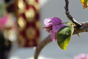maybe an orchid