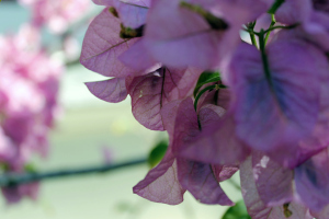 many flowers