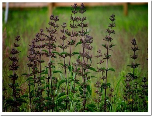 2 July 4 02-07-2013 13-40-10