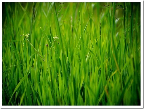 2 July 6 02-07-2013 13-40-20