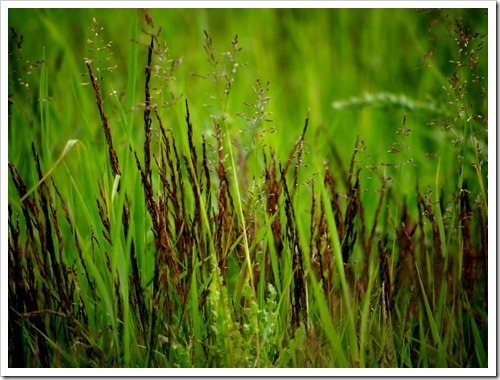 2 July 8 02-07-2013 13-40-33