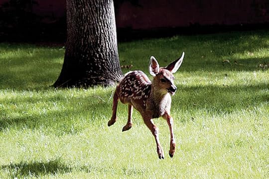 Stray fawn in downtown Santa Fe, New Mexico, July 2013