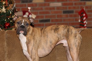 hercules_xmas_11