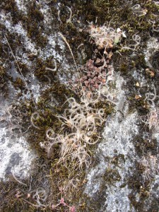 Life on the Rocks