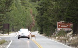 Yes, the car stopped.