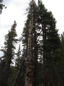 tuolumne 8-13 089sm